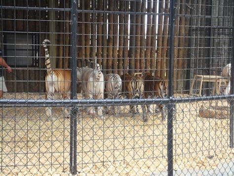 Image of a couple together, an image of a giraffe, and an image of tigers