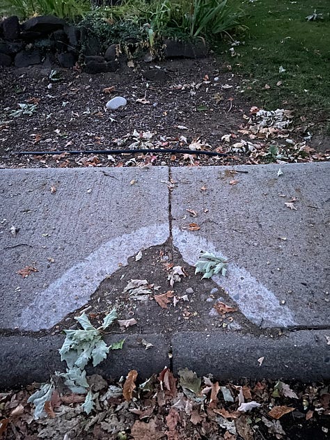 Absorbing patterns to hold the attention: Yucca in snow, Cracked pavement, and Thin ice