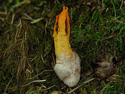 orange stinky squid mushroom emerging from egg