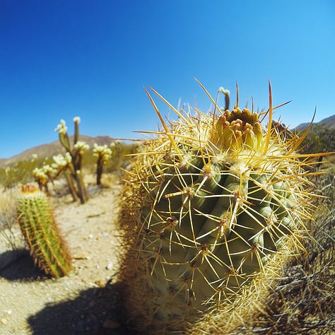 Rabbit, cyclist, cactus + GoPro prompt in Midjourney