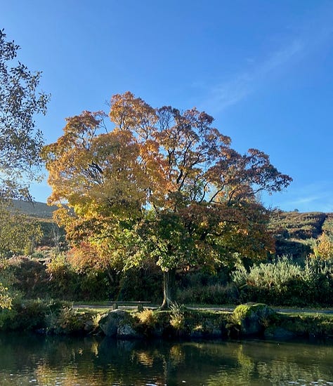 Three images of Ilkley Moor against a blue autumn sky. Rock valley, a large tree in orange and bright greens next to the water and bella a yellow labrador in amongst the grasses and ferns