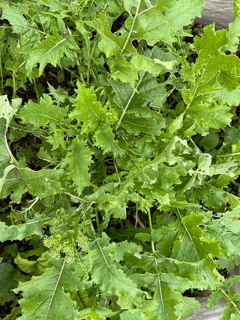 A variety of crops from the community garden