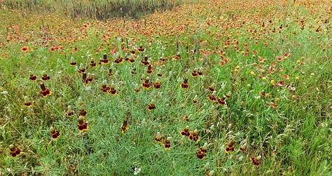 Texas wildflowers in bloom