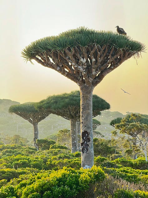 Dragon's Blood Tree