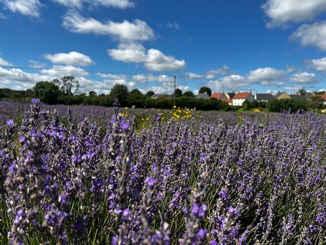 3 photos of lavender at the Somerset Lavender Farm, Faulkland. Images: Roland's Travels