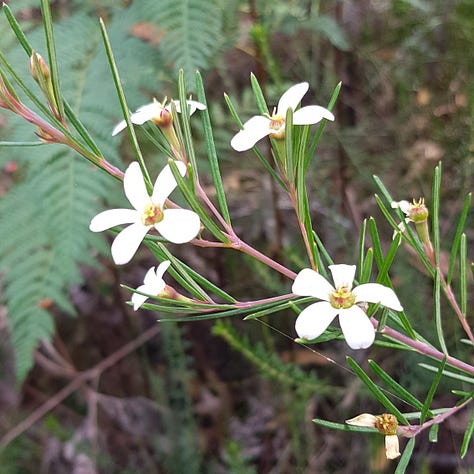 Photos of Australian native Flora and Fauna