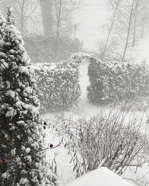 The Cottage Garden has a yew arch on the east end, a pergola walk on the south side, and a hornbeam boxed hedge on the western border. Here it is all shrouded in heavy snow fall last week.