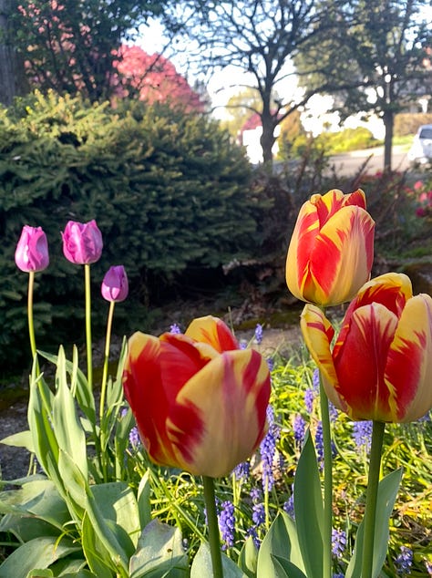 gorgeous tulips of many colors