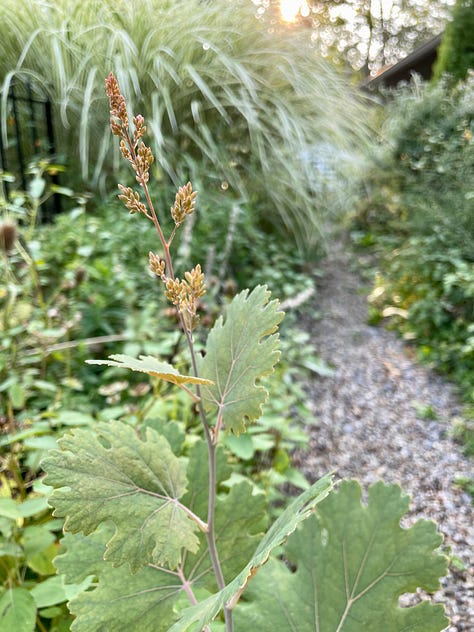 A few flowers in the Long Border this month: Echinacea, Plume Poppy (Macleaya cordata), and loads of buds on Mohr's Rosinweed (Silphium mohrii)