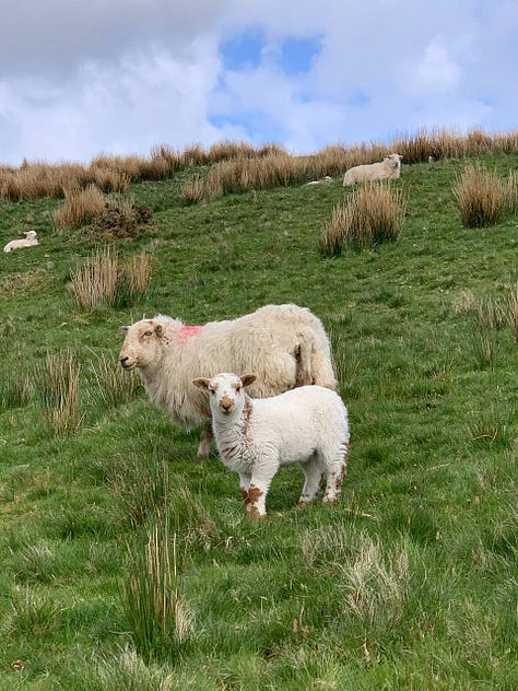 scenic views of natur and the hillside on snowdon, north wales