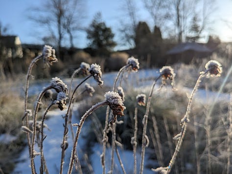 Perennial seed heads in winter