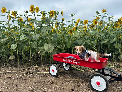 A trip through the flower patch in Akron, Iowa.