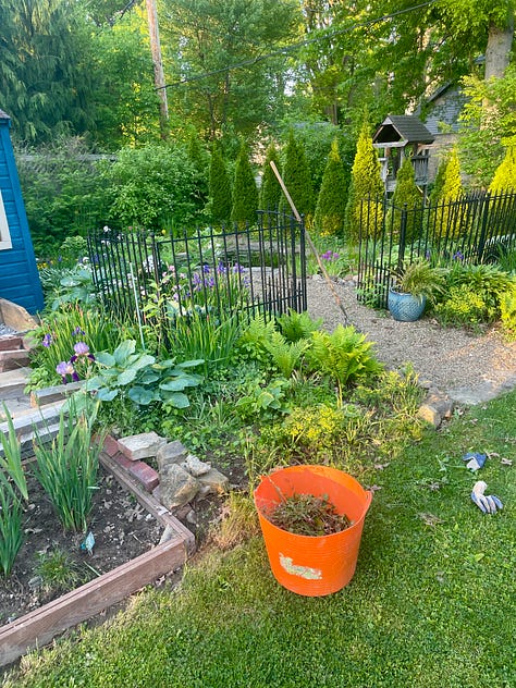 Weeding, edging and mulching the pond garden and the Black Locust hedge at the end of the lawn. 