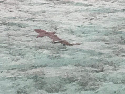 Evidence to support why 'Wildlife Photographer' doesn't appear on my CV.