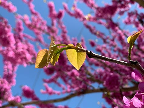 bright poppies, cherry blossoms, pink ladies, mountain laurels, red bud tree, paintbrushes, buttercups