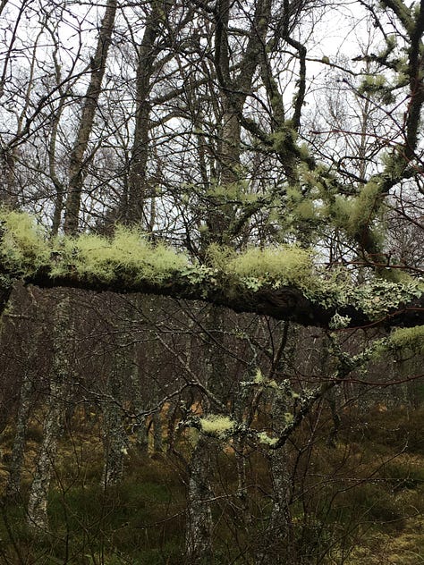 Images: various lichens on pine and birch trees along the forested paths to Loch Morlich and Loch an Eilein.