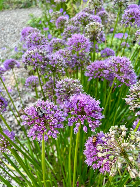 Mauve madness in the Cottage Garden: an Anemone japonica seedling that came up in the pea gravel path; Allium 'Millennium'; Geranium 'Rozanne'; Pink Penstemon; Echinacea and Phlox; Phlox 'Jeana'