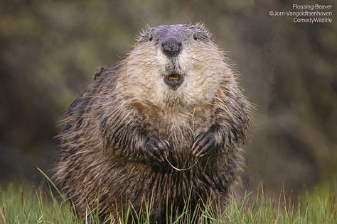 Comedy Wildlife Photography Awards 2023