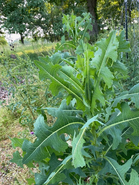 left dandelion, middle chicory, and right, wild lettuce