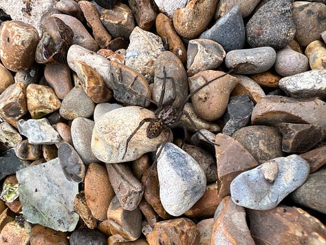 A leopard slug (Limax maximus), Tiger Worm / Red Worm (Eisenia fetida), and Wolf Spider (Pardosa amentata)