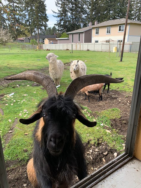 Love with a baby goat; volunteer goth chicken and devil goat, whi we sometimes fed through the window.