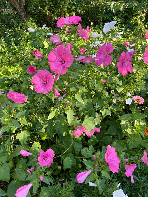 Dave's grandmother's house, its interior, a tkemali plum tree; hive in the garden, Nellie's porch, icons; mallow flowers, zinnias on the path to the outhouse, grapevine arbour