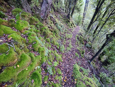 Various tramping images from Tableland to the Leslie River Valley, Kahurangi National Park