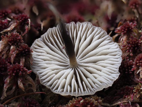 tiny brown moss cap mushrooms in moss