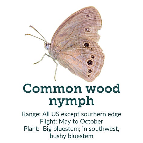 Images of 8 showy American butterflies, including monarch, with native host plant recommendations, with ranges and flight times