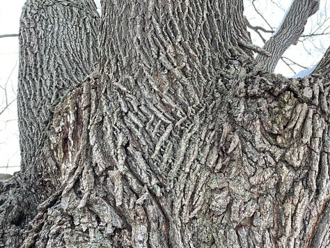 9 different views of an old maple tree: images of branches, bark, trunk