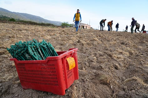 planting vineyards in Sardinia