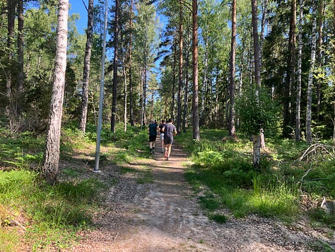 Tall thin pine trees next to a hard gravelled path