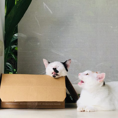 3 photos of my cats looking dumb in a cardboard box