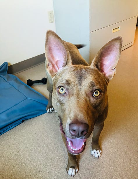 A variety of happy rescue dogs of different breeds