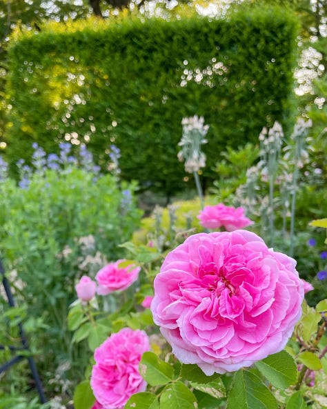 Summer Roses and Echinacea in the Cottage Garden at Havenwood