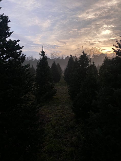 9 photos of Christmas trees (various firs) and mist-covered fields 