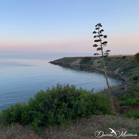 three images, two with ocean and one with flowers