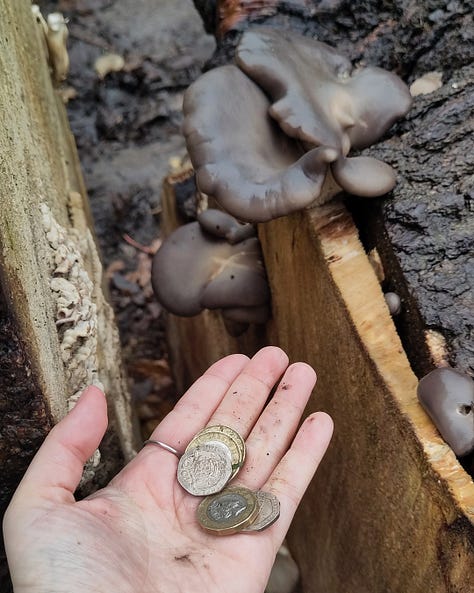 1: A hand holds up a few coins found next to the fallen tree, 2: Izzy's face pokes into frame alongside oyster mushrooms that have grown on the stump, 3: a small bunch of oyster mushrooms grow up the side of the felled tree