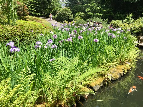 A series of photos of the Strolling Pond garden with koi fish in the water, irises in bloom, reflections of leaves, and a Japanese lantern covered in moss.