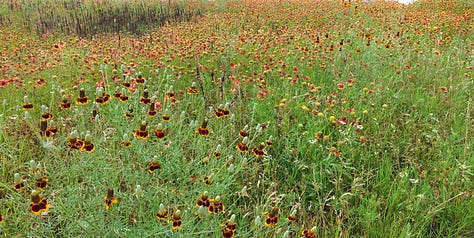 Texas wildflowers in bloom