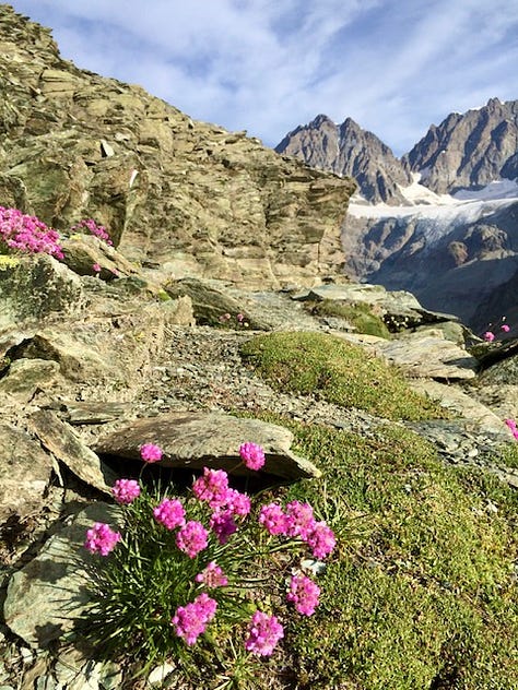 Top L: the road down the Stelvio Pass, cows in a summer Alpine snow storm, wildflowers in Valemalenco, bed stones warming on the fire at a rifugio, spying a stambeco (mountain goat) on a high ridge at 3000m+, skiing in Bormio, snow like thick icing in Madesimo, Alpine peaks and piste Madesimo, me with a hot bedstone to warm my feet 