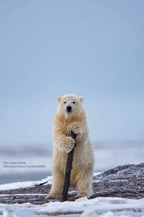 Comedy Wildlife Photography Awards 2023