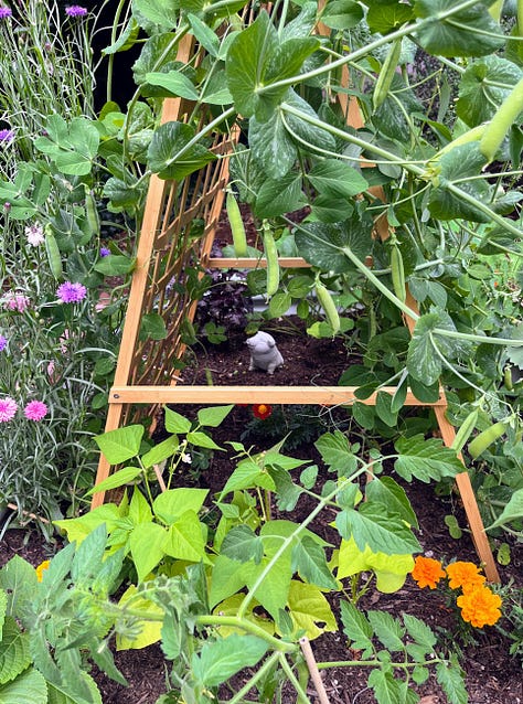 A pig figurine in a raised garden bed, garden harvest of lettuces, herbs, peas, Japanese inspired rock garden, Bird garden statue in another raised bed, nasturtium in the sunlight, garden harvest basket, california poppies, hand holding shelled pea, wide shot of garden bed with aframe trelis