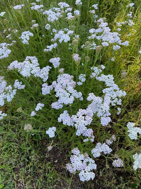 Yarrow, rose and elder flowers