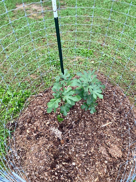 Fig trees