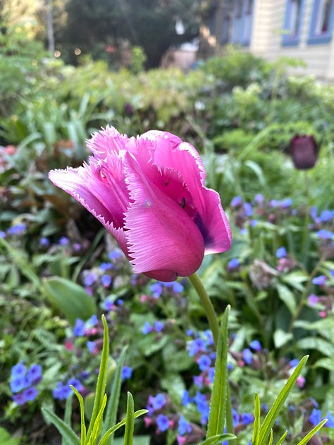 gorgeous tulips of many colors