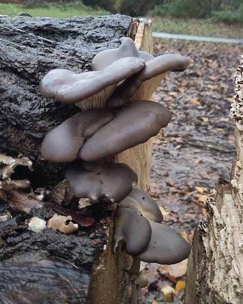 1: A hand holds up a few coins found next to the fallen tree, 2: Izzy's face pokes into frame alongside oyster mushrooms that have grown on the stump, 3: a small bunch of oyster mushrooms grow up the side of the felled tree