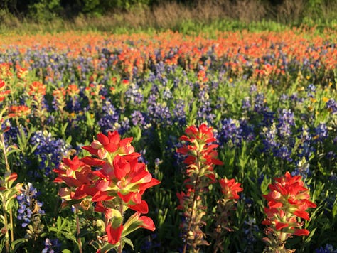 bright poppies, cherry blossoms, pink ladies, mountain laurels, red bud tree, paintbrushes, buttercups