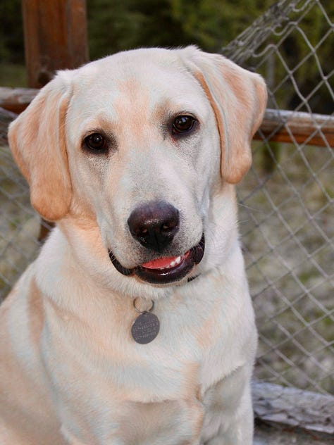 Labrador Retriever