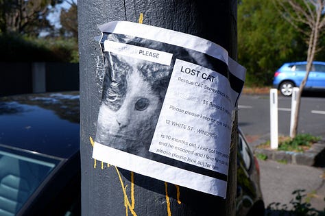 many photos of missing cat signs in different places.